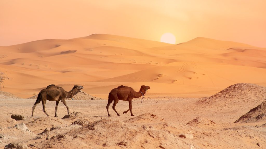 desert, camel, camels