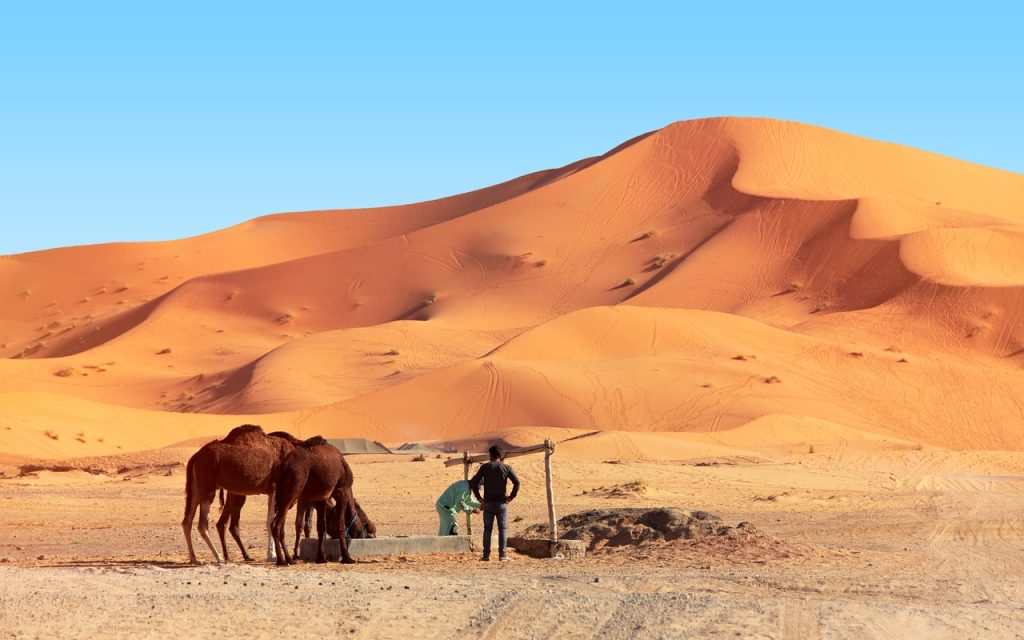 desert, camel, camels